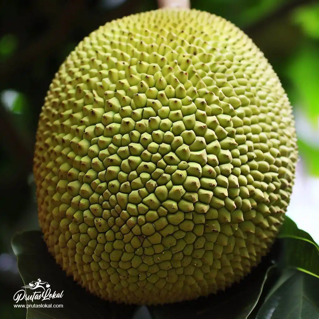 health benefits marang 01