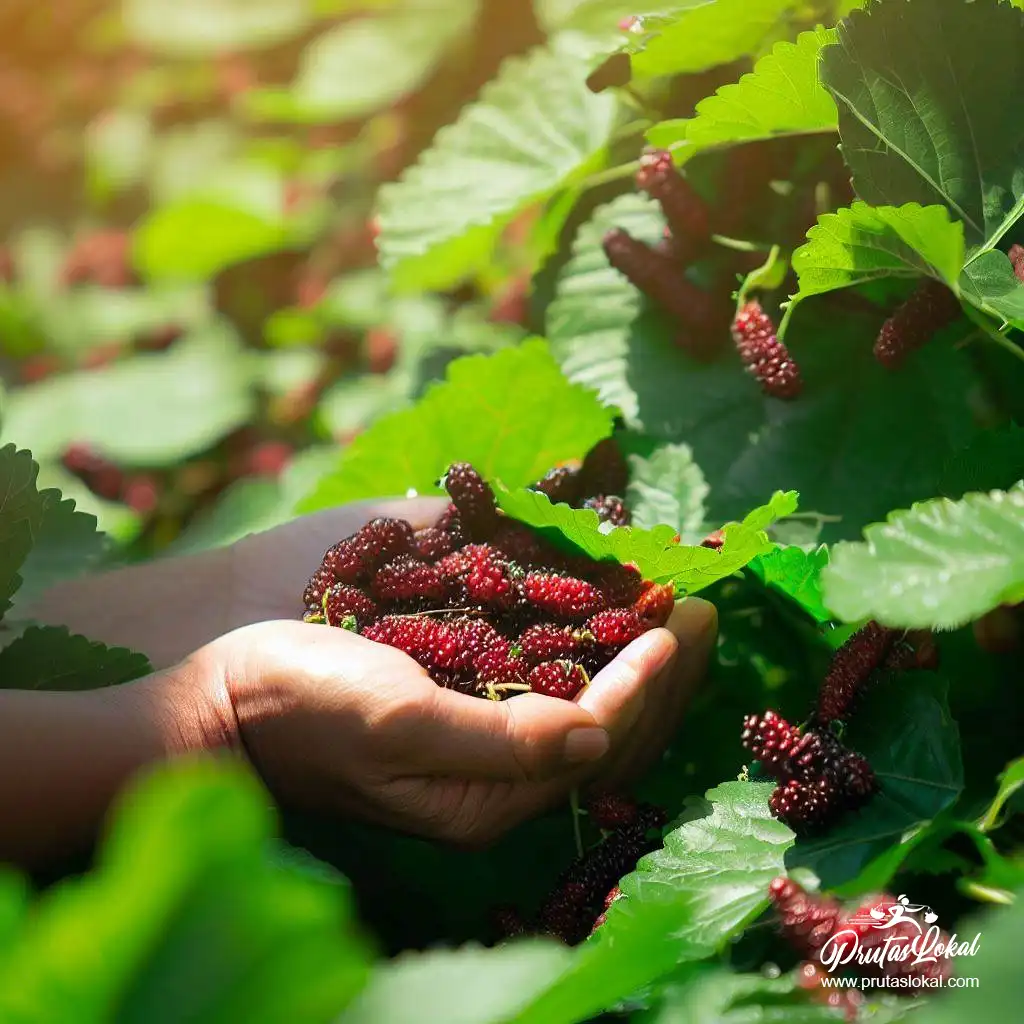 health benefits mullberry 06